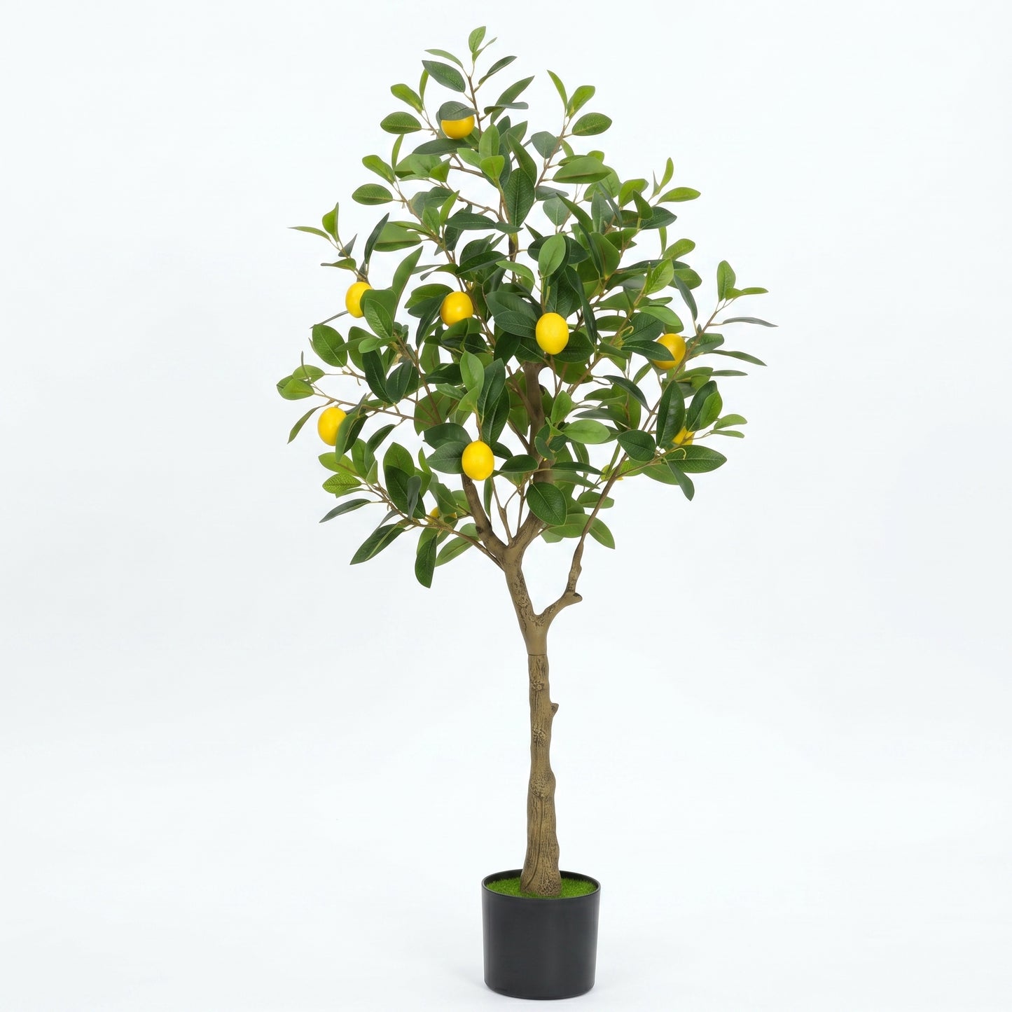 Citronnier