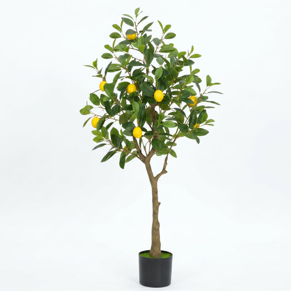 Citronnier